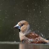 Hawfinch bathing