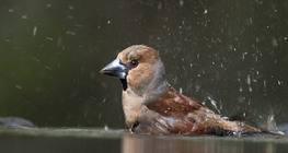 Hawfinch bathing