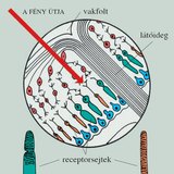 Az ideghártya felépítése