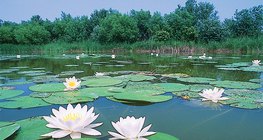 Νούφαρο ή νυμφαία