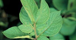 Leaves of a potato