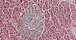 Pancreas (phase contrast image) - the Langerhans islet cells are dimmer