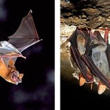 Bat flying out of a cave - Greater mouse-eared bat