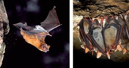 Bat flying out of a cave - Greater mouse-eared bat