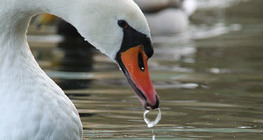 Mute swan