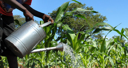 έλλειψη νερού