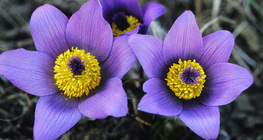 Greater pasque flower
