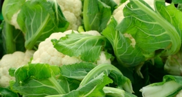 κουνουπίδι