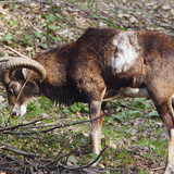 Mouflon