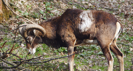 Mouflon