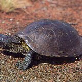 Νεροχελώνα ευρωπαϊκή