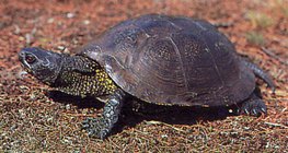 Νεροχελώνα ευρωπαϊκή