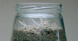 Observing earthworms