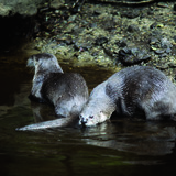 Otters