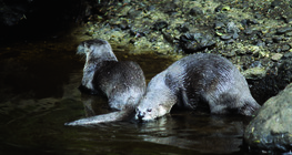 Otters