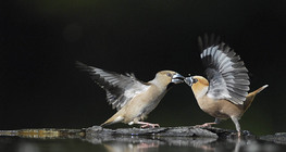 Hawfinches