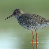 Redshank