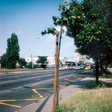 A tree planted near the pavement