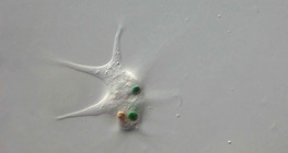 Amoeba proteus devouring a bacterium