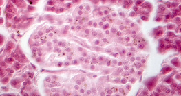 Pancreas (phase contrast image) - the Langerhans islet cells are dimmer