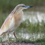 Squacco heron
