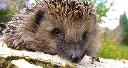 Σκατζόχοιρος (ακανθόχοιρος)