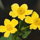 Marsh-marigold