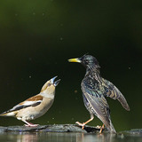 Hawfinch and Starling