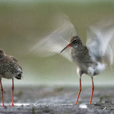 Redshanks