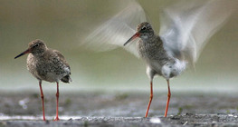 Redshanks