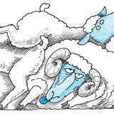 Kicsi a rakás juh módra