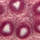 Τμήμα σπερματοζωαρίων