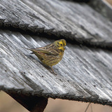 Yellowhammer