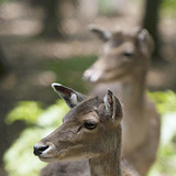 Κόκκινο ελάφι