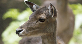 Κόκκινο ελάφι