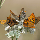 Queen of Spain fritillary