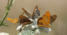 Queen of Spain fritillary
