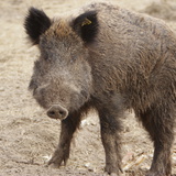 Αγριόχοιρος