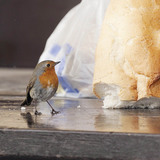 Κοκκινολαίμης