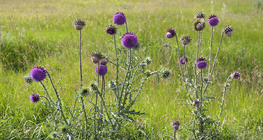 Musk thistle