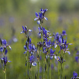 Siberian iris