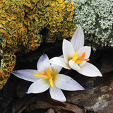 Crocus