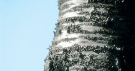 Bark of a cherry tree