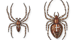 European garden spider (male and female)