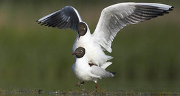 Black-headed gulls mating