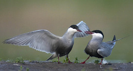 Whiskered terns