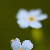 Forget-me-not
