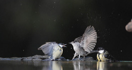 Great tits and European blackcap