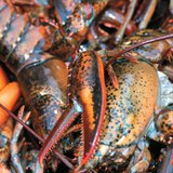 Lobsters, a popular delicacy