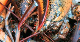 Lobsters, a popular delicacy